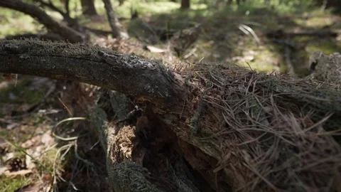 Fallen tree covered in pine needles in the middle of the forest Stock Footage 337998794