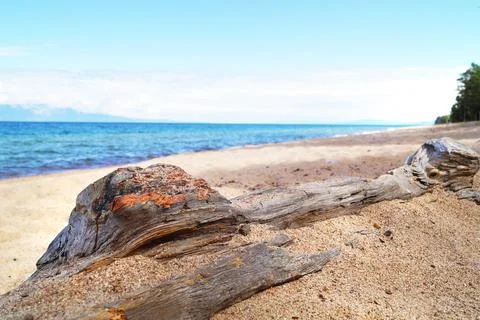 A fallen tree is covered with sand on the shore of Lake Baikal Stock Photos