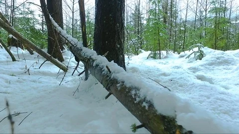 Fallen tree covered with snow Stock Footage 72166954
