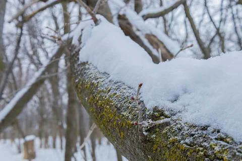 Fallen Tree Covered With Snow Stock Photos