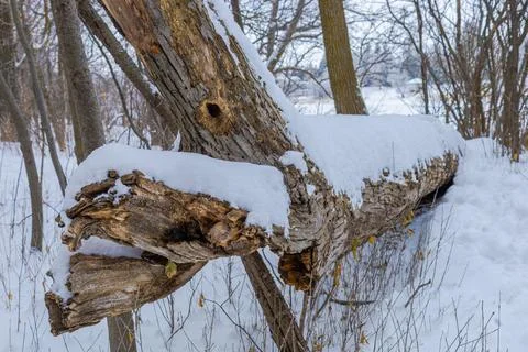 Fallen Tree Covered With Snow 写真素材