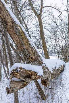 Fallen Tree Covered With Snow 스톡 사진