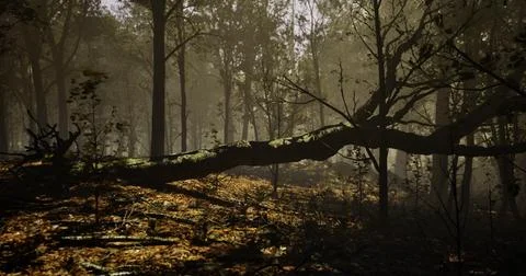 Fallen tree creates natural pathway in misty forest during early morning Stock Illustration