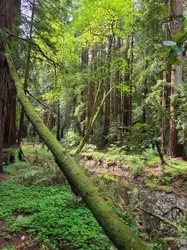 Fallen tree creating leading line in dense redwood forest Stock Photos