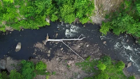 Fallen Tree in Creek Stock Footage 201765862