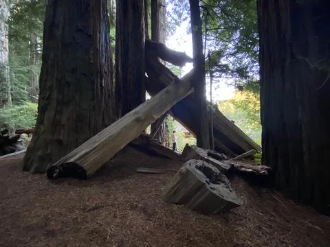 Fallen tree cross Foto stock