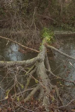 Fallen tree crossing a river in a park after a winter storm in Palencia, Spai Stock Photos