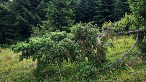 Fallen Tree Crown in Dense Forest Stock Footage 312951576