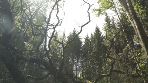 Fallen tree with curvy branches in mysterious forest Stock Footage 81285988