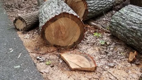 Fallen tree cut showing rings and asphalt Stock Photos