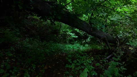 Fallen tree in dark woods zoom out slow Stock Footage 312956167