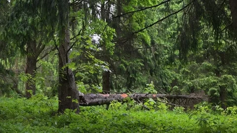 Fallen tree in a dense forest, resting among green foliage. Sunlight filters Stock Footage 339024617