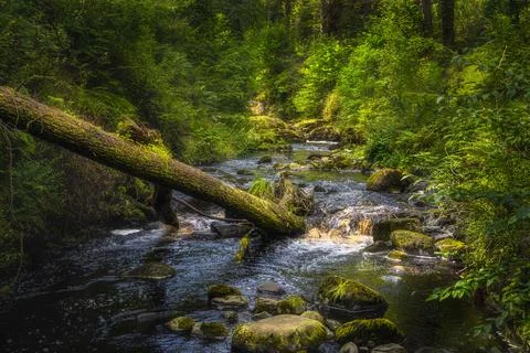 Fallen tree dipped in a stream, surrounded by mossy rocks and green lush fore Stock Photos