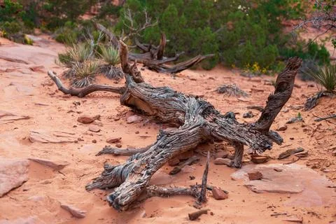 Fallen Tree Dry Trunk on Devils Garden Trail Stock Photos
