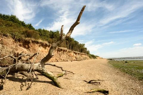 Fallen tree due to beach and cliff erosion lies on the sand at Cudmore Grove  Stock Photos