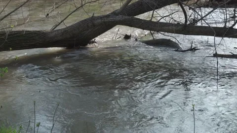 A fallen tree during a flood. River level rise. Video stock 187686489