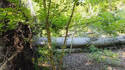 Fallen Tree During Hurricane Stock Footage 205331588