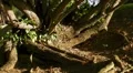 Fallen Tree during hurricane Georges refused to die at sunset 2 HD Footage