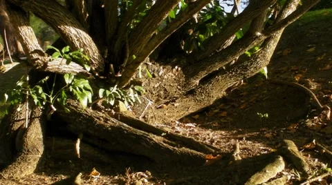Fallen Tree during hurricane Georges refused to die at sunset 2 Stock Footage 7757262