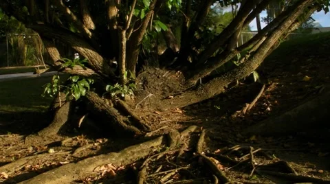 Fallen Tree during hurricane Georges refused to die at sunset 1 Stock Footage 7757500