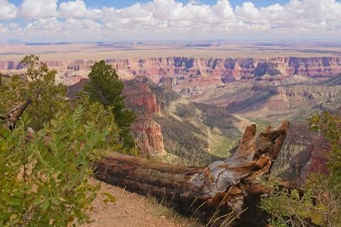 A fallen tree on the edge of a cliff. Stock Photos