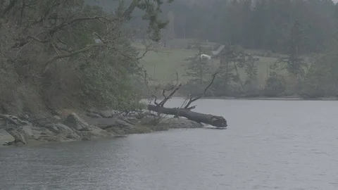 Fallen tree at edge of forest and river bank corner Stock Footage 127120741