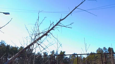 Fallen Tree on Electrical Power Lines After a Storm Stock Footage 333101366