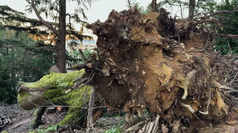 Fallen Tree with Exposed Roots in Forest Stock Footage 274439172