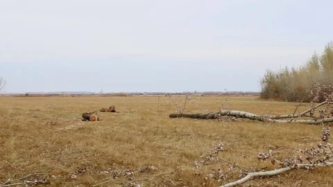 The fallen tree in the field Stock Footage 81464299