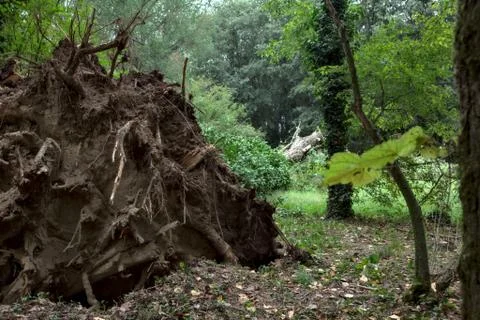 Fallen tree in a field with roots torn from the ground on a cloudy day. Stock Photos