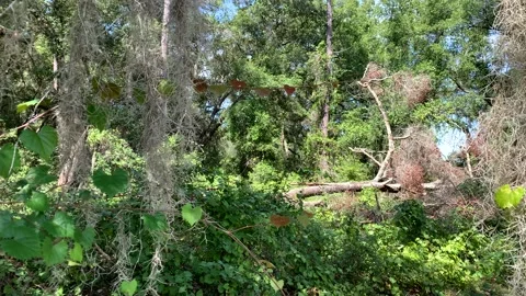 Fallen Tree Flooding Central Florida 4K Stock Footage 208046731