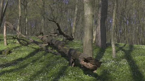A fallen tree in a flowery forest, 8K Stock Footage 164186658