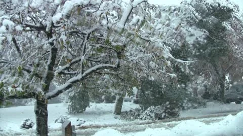 Fallen tree Stock Footage 8949034