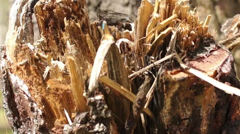 Fallen tree Video stock 57316392