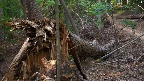 Fallen Tree Stock Footage 78692192