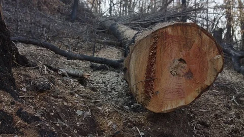 Fallen Tree 스톡 동영상 85454803