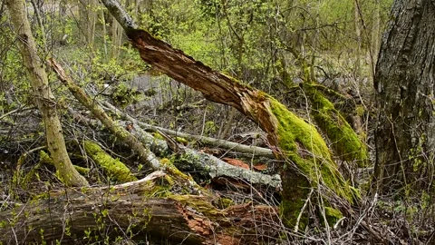 Fallen tree Stock Footage 130639581