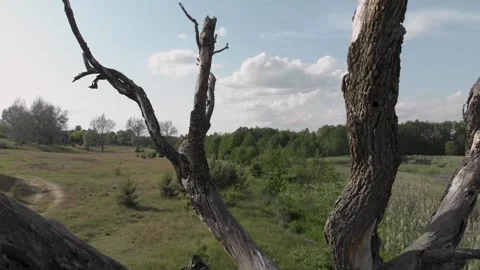 Fallen tree. Stock Footage 132203835