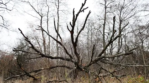 Fallen tree 스톡 동영상 142709543