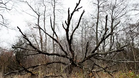 Fallen tree Stock-Footage 142709730