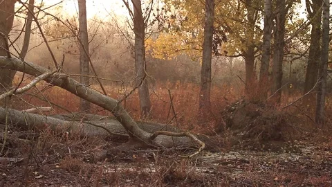 Fallen tree Stock Footage 166892794