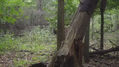Fallen tree Stock Footage 261419367