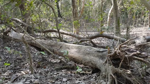 Fallen Tree Vidéo 333913774