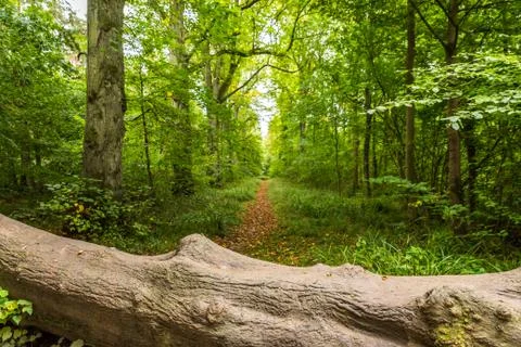 A fallen tree on the footpath in english forest Fotos de archivo