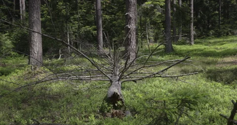 Fallen tree in the forest, 4K Video stock 244333043