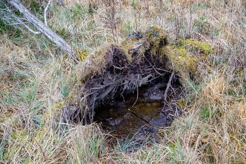 Fallen tree in forest after hurricane in swamp. National nature Park Kemeri Stock Photos