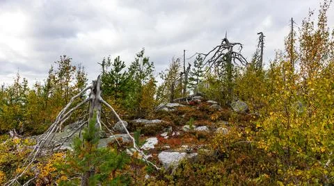 Fallen tree in forest with cloudy sky in the background Stock Photos