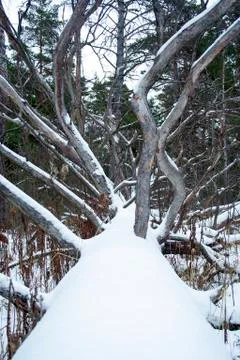 Fallen tree in the forest at cold winter day. Stock Photos