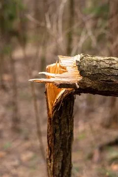 Fallen tree in the forest. Consequence of strong wind. Stock Photos