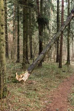 Fallen tree in the forest. Consequence of strong wind. Stock Photos